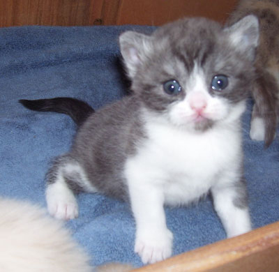 black smoke & white kitten