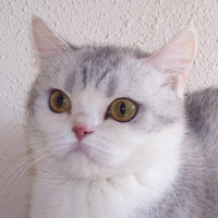 shaded silver & white british cat