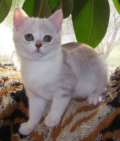 chocolate shaded kitten