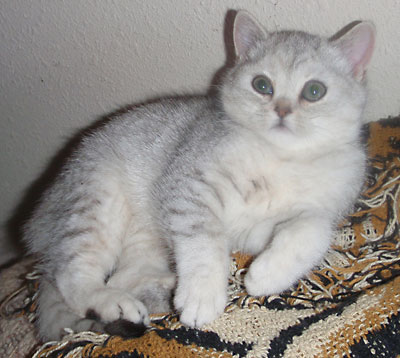 silver girl kitten