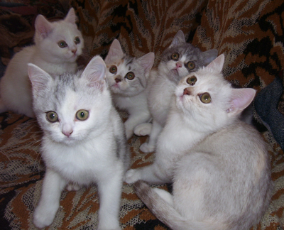 silver brit kittens