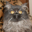 black british longhair kitten