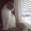 lilac calico British Shorthair cat