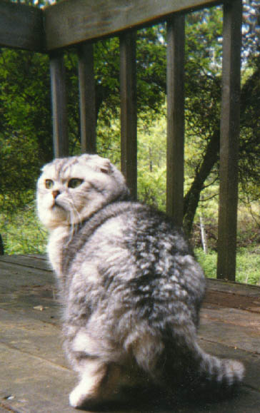 silver Scottish Fold