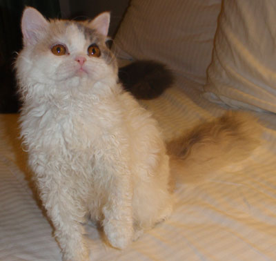 Selkirk Rex Kitten