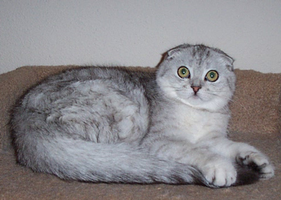 shaded silver Scottish fold
