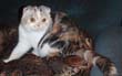 Scottish Fold cat