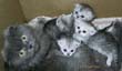 Scottish Fold with 3 kittens