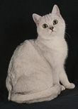 shaded silver british cat