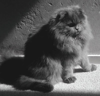 blue Scottish Fold longhair