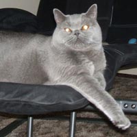 big Blue British Shorthair Cat