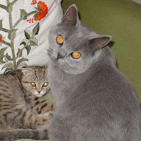 British Blue Shorthair Kitten and Scottish Fold