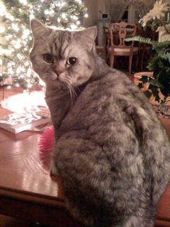 British Shorthair silver tabby