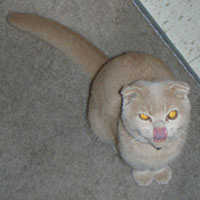 cream Scottish Fold Kitten