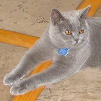 British Blue Cat