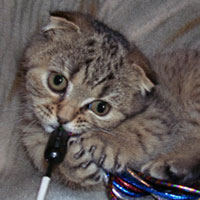 brown tabby Scottish Fold