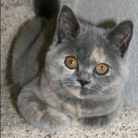 blue cream british Shorthair kitten