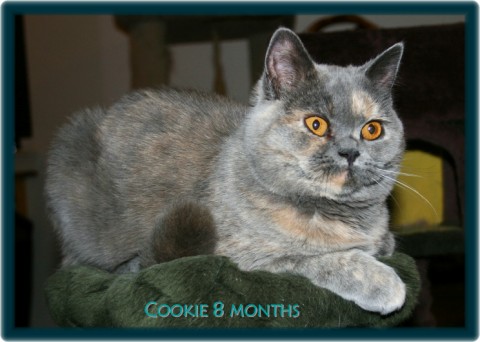blue cream british Shorthair kitten