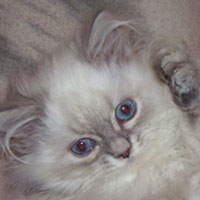 colorpoint British Longhair kitten