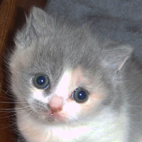 dilute calico british kitten