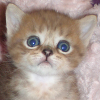 shaded golden Scottish Fold