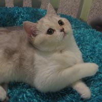 shaded chocolate British Shorthair Kitten
