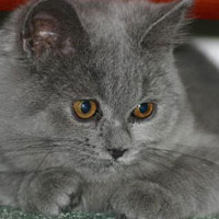 British Blue Shorthair Kitten