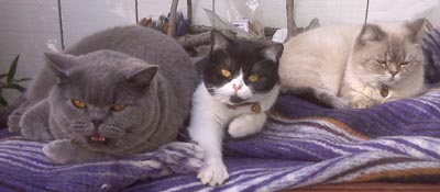 3 British Kitties