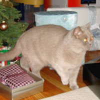 lilac British Cat