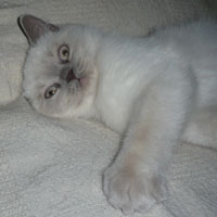 lilac colorpoint British Shorthair kitten