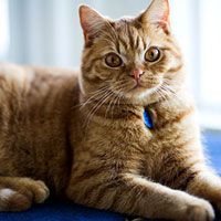 red British Shorthair