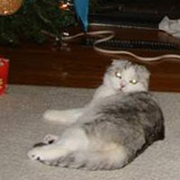 silver shaded Scottish Fold