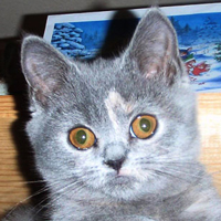 blue-cream British Kitten