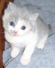 dilute calico british kitten