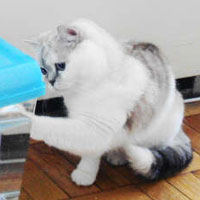 Shaded silver British Shorthair