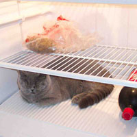 british blue in fridge