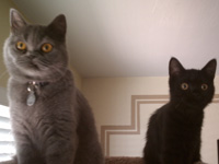 blue and black kittens