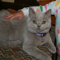 lilac British Shorthair Kitten