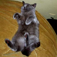 British blue Kitten on back