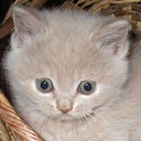 cream kitten