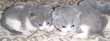 bicolor british kittens