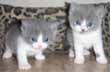 bicolor british kittens