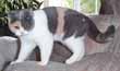 Champion blue calico british shorthair Cat