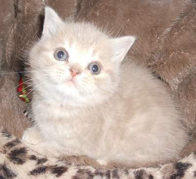 lilac tabby kitten