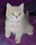 lilac british kitten