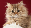 british longhair kitten