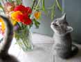 kitten and flowers
