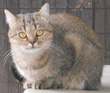 shaded golden british cat