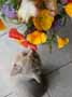 kitten and flowers