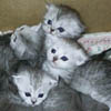 british shorthair kittens